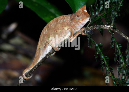 Horned Chameleon Leaf (Brookesia superciliaris) dormant sur une branche dans la nuit dans le Parc National de Masoala, à Madagascar. Banque D'Images