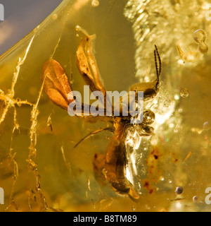 Ant à ailes préhistoriques conservés dans l'ambre lituanien Baltique Banque D'Images