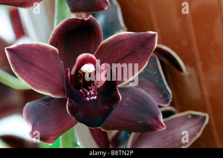 Hybride Cymbidium Orchidée pourpre teinte La teinte rose floral fleur fleurs asiatiques exotiques fleurs de longue période d'une durée Banque D'Images