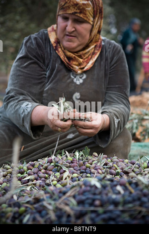 La récolte d'olive, Djénine, en Cisjordanie, en Palestine Banque D'Images