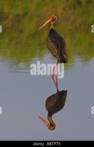 La cigogne noire (Ciconia nigra), debout dans l'eau, menaçant de proie, Grèce, Lesbos Banque D'Images