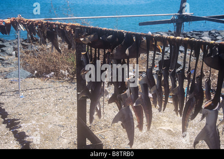 Les queues de requins sèchent à Kalba, dans les Émirats arabes Unis de Sharjah, pour être exportées vers la Chine. Banque D'Images