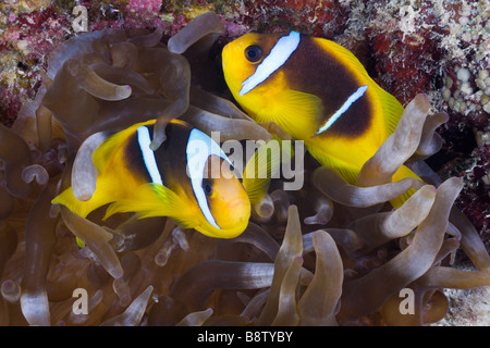 Mer Rouge poisson clown Amphiprion bicinctus Marsa Alam Egypte Mer Rouge Banque D'Images