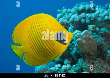 Papillons Chaetodon semilarvatus masqués Marsa Alam Egypte Mer Rouge Banque D'Images