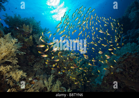 La scolarisation Sweeper Parapriacanthus Daedalus Reef Egypte Mer Rouge Banque D'Images