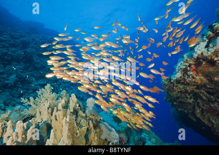 La scolarisation Sweeper Parapriacanthus Daedalus Reef Egypte Mer Rouge Banque D'Images