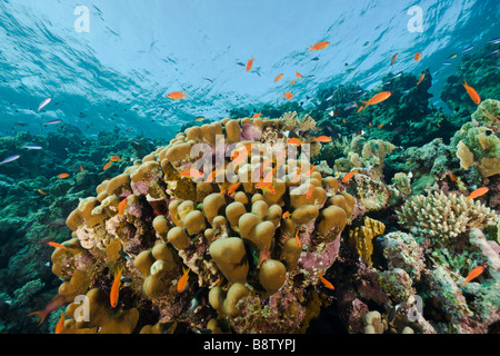 Pavona et Corail Pavona Anthias Pseudanthias genre Ras Mohammed Sinai Egypte Mer Rouge Banque D'Images