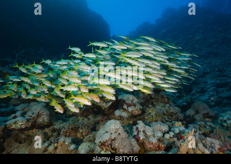 Le Goatfishes Mulloidichthys vanicolensis Daedalus Reef Egypte Mer Rouge Banque D'Images