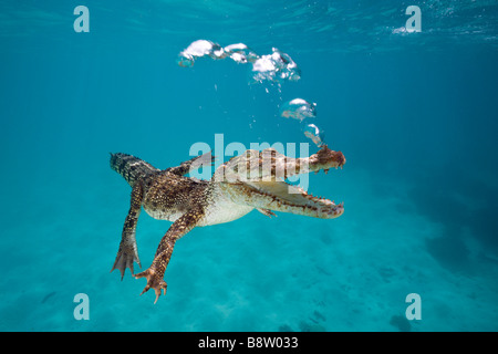 Saltwater crocodile Crocodylus porosus Queensland Australie Banque D'Images