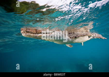 Saltwater crocodile Crocodylus porosus Queensland Australie Banque D'Images