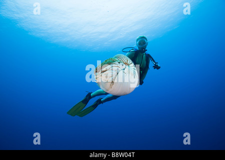 Nautilus Nautilus pompilius plongeur et Grande Barrière de corail en Australie Banque D'Images