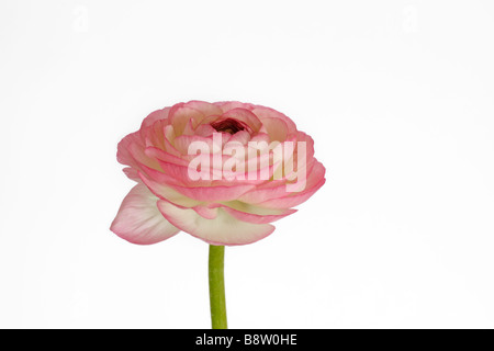 Ranunculus asiaticus Renoncule ou persane Banque D'Images