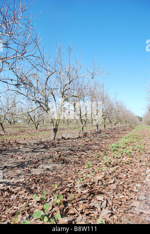 Fleurs d'amandier blanc Israël sur les arbres d'une plantation d'Amandiers Banque D'Images