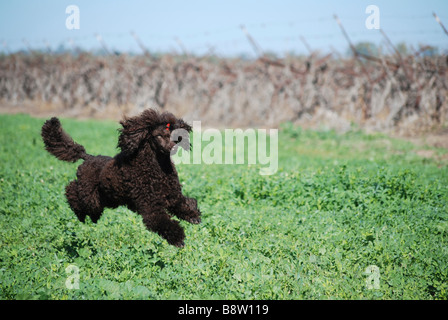 Caniche miniature brun jouant à l'extérieur des biens disponibles Banque D'Images