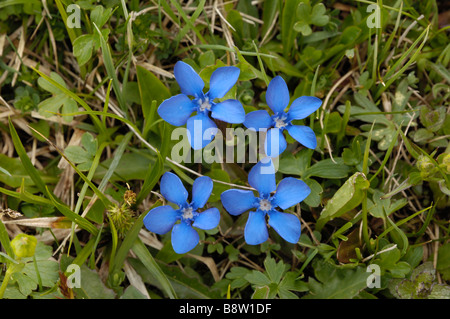 Gentiane printanière Gentiana verna, Alpine, fleurs sauvages, Dolomites, Italie Banque D'Images