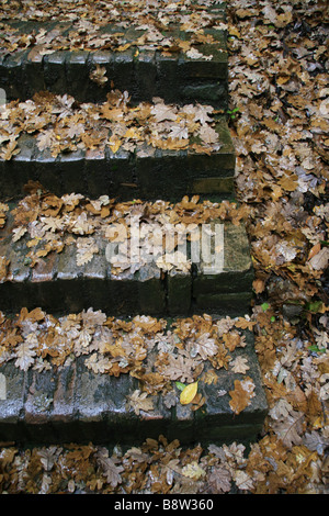 De nombreux brun-jaune humide les feuilles tombées sur le sol forestier chemin Banque D'Images