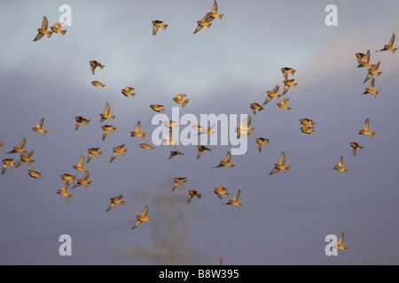 (Agriospiza flavirostris Twite, Carduelis flavirostris), troupeau en vol en hiver Banque D'Images