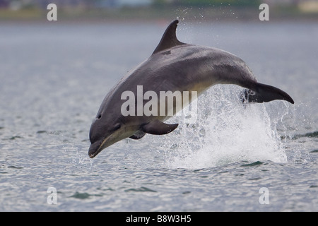 Bottle-nosed Dolphin Tursiops sautant hors de l'eau Banque D'Images