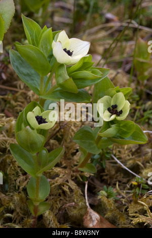 Dwarf Cornel, Cornus suecica Banque D'Images