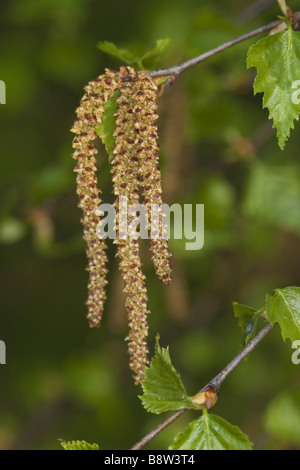 Bouleau commun, le bouleau verruqueux, bouleau blanc européen, le bouleau blanc (Betula pendula, Betula alba), homme chatons, Allemagne Banque D'Images