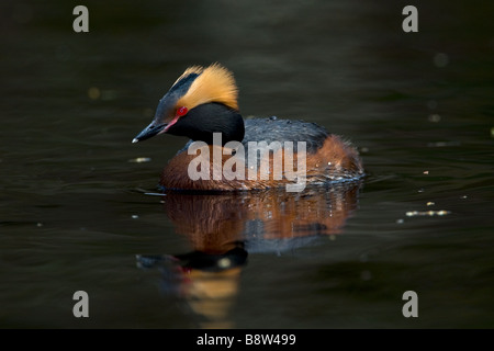 Quantite Grebe Podiceps auritus, plumage en été Banque D'Images