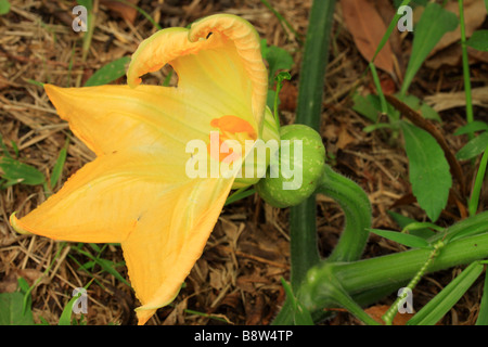 'Kent' ou 'Jap' une Fleur de citrouille citrouille nouvellement formé. Banque D'Images