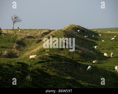 Moutons sur Offa Dyke s Llanfair Hill Les Marches Shropshire England UK Banque D'Images