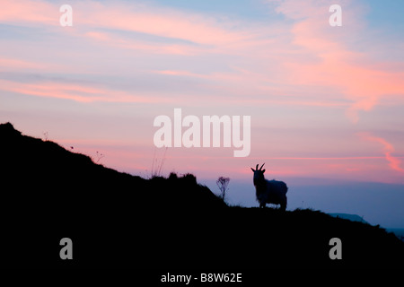 Silhouette de chèvre sauvage unique pris près de l'ancien fort Brean Down, à Burnham-on-sea contre un coucher de soleil rose et bleu Banque D'Images
