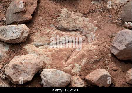 Empreinte de dinosaure fossile sur les terres Navajo près de Tuba City, Arizona. Photographie Banque D'Images