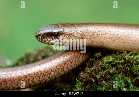 Ver lent (Anguis fragilis), portrait Banque D'Images