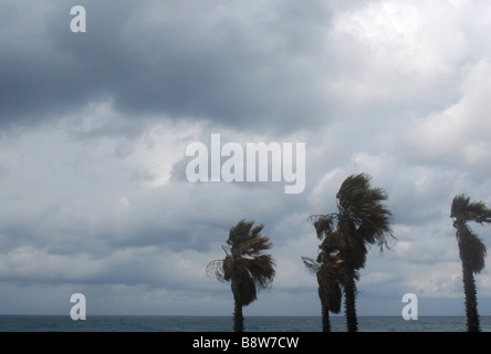 Israël Jaffa un jour de tempête à la plage des palmiers dans le vent Banque D'Images