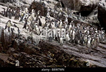 Une colonie de pingouins de Humboldt Spheniscus humboldti, et Inca Larosterna inca, sternes, l'île de San Lorenzo, Callao, Lima Banque D'Images