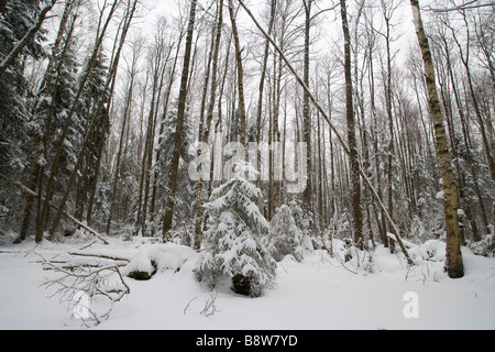 Forêt enneigée Banque D'Images