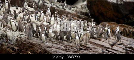 Une colonie de pingouins de Humboldt Spheniscus humboldti, et Inca Larosterna inca, sternes, l'île de San Lorenzo, Callao, Lima Banque D'Images