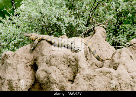 Ngorongoro Tanzanie Afrique Savane Parc National Varanus exanthematicus Varan Banque D'Images