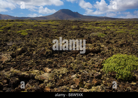 Paysage volcanique dans la partie nord de l'île de Lanzarote, Espagne. Banque D'Images