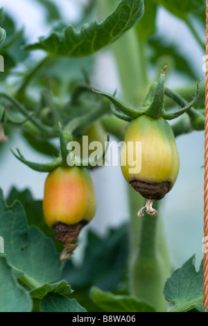 La pourriture apicale sur le mûrissement des tomates Banque D'Images