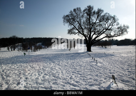 La Turquie dans la région de Oak Park Lieu Beckenham au cours de la neige à Londres au début du mois de février de l'événement Banque D'Images