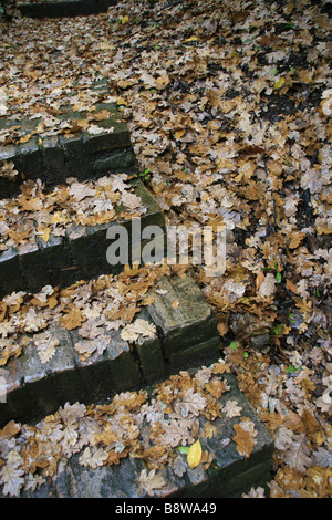 De nombreux brun-jaune humide les feuilles tombées sur le sol forestier chemin Banque D'Images