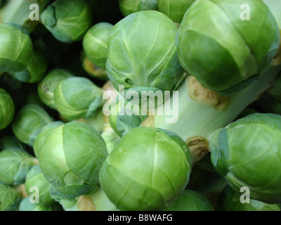 Une macro photo d'choux de Bruxelles sur la vigne à Borough Market à Londres. Banque D'Images