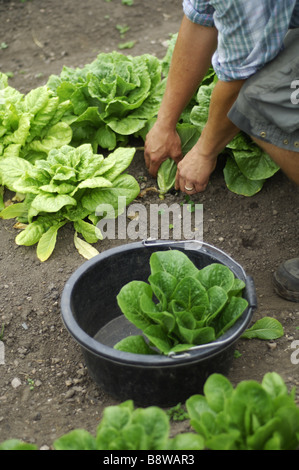 Couper les laitues dans le potager à Calke Abbey Derbyshire Banque D'Images