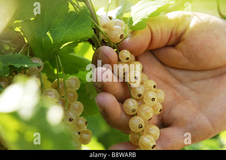 Whitecurrants cueillette dans le potager à Calke Abbey Derbyshire Banque D'Images