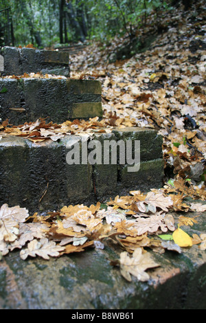 De nombreux brun-jaune humide les feuilles tombées sur le sol forestier chemin Banque D'Images