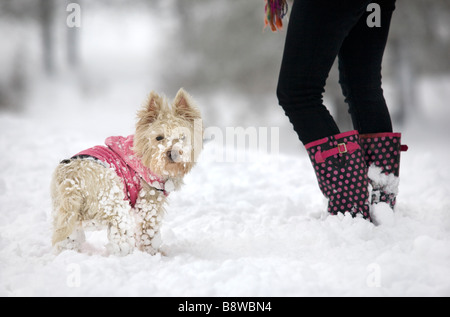 Chien à pelage d'hiver, debout dans la neige avec son propriétaire Banque D'Images