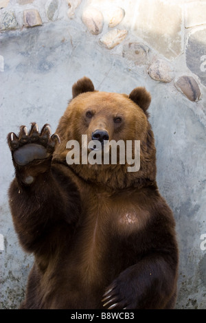 L'ours brun vagues une patte il accueille les visiteurs d'un zoo et attend pour un divertissement Banque D'Images