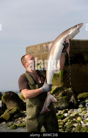 Pêcheur avec un Tope shark ou à l'école qu'il avait juste pris sur la plage à Garndolbenmaen,Péninsule Llyn North Wales Banque D'Images