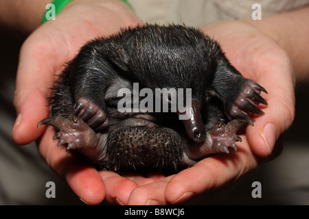 Orphelins d'un échidné à nez court (Tachyglossus aculeatus) puggle Banque D'Images