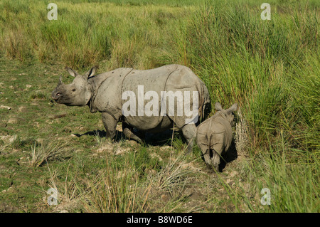 Rhinocéros indien Banque D'Images