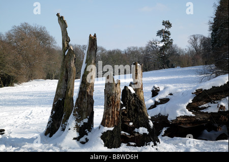 Les vestiges d'un vieux chêne de la Turquie sur le moignon de la chaîne verte Promenade à travers le parc Lieu Beckenham, Lewisham Banque D'Images