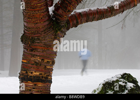 Jogger s'exécute en hiver neige, encadré par Japanese flowering Cherry - Prunus serrulata. Mt Tabor Park, Portland, Oregon Banque D'Images